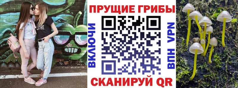 Псилоцибиновые грибы Psilocybine cubensis  Белозерск 